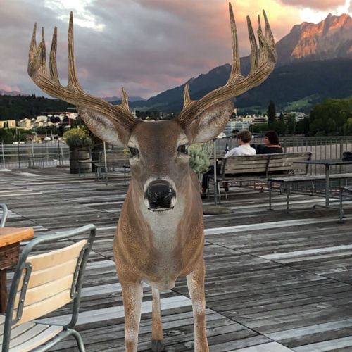 Augmented Reality Hirsch